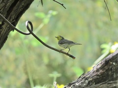 Setophaga townsendi × occidentalis