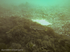 Pseudopercis semifasciata