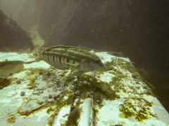 Pinguipes brasilianus