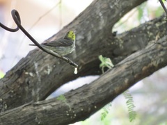 Setophaga townsendi × occidentalis