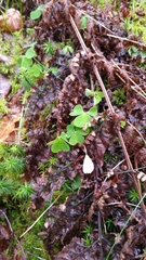 Oxalis