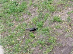 Sturnus vulgaris