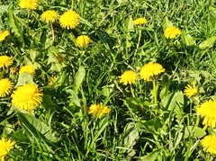 Taraxacum officinale