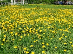 Taraxacum officinale