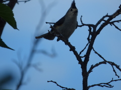 Baeolophus bicolor × atricristatus