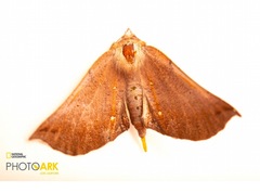 Macrolyrcea moesta