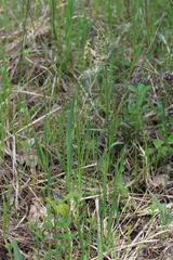 Anthoxanthum repens