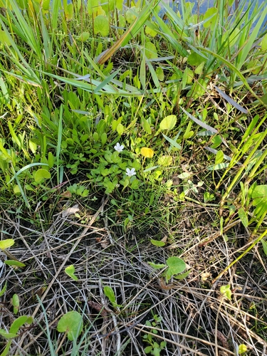 Bacopa monnieri image