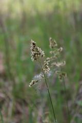 Anthoxanthum repens