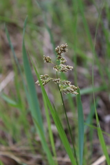 Anthoxanthum repens