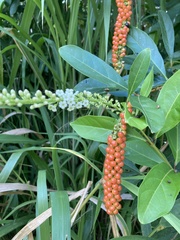 Citharexylum caudatum