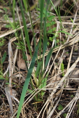 Anthoxanthum repens