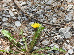 Taraxacum palustre