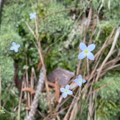Houstonia caerulea