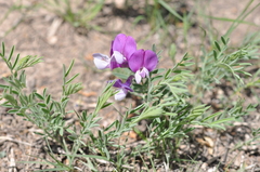 Lathyrus polymorphus incanus