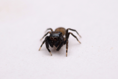 Nell's Tiny Jumping Spider photo 2