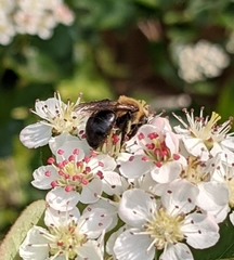 Andrena dunningi