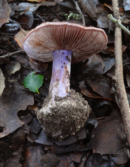 Cortinarius lilaciotinctus