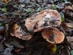 Cortinarius lilaciotinctus