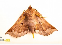 Macrolyrcea moesta