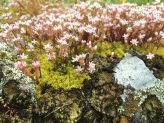 Sedum arenarium
