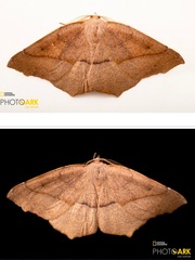 Syncirsodes primata