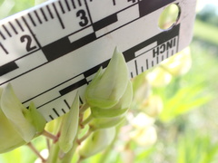 Lupinus polyphyllus polyphyllus