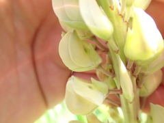 Lupinus polyphyllus polyphyllus