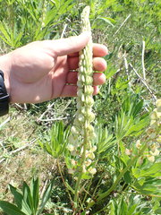 Lupinus polyphyllus polyphyllus