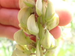 Lupinus polyphyllus polyphyllus