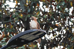 Buteo jamaicensis