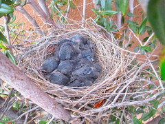 Aphelocoma woodhouseii