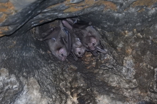 Hairy-legged Vampire Bat (Diphylla ecaudata)