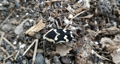 Amithao marginicollis