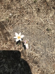 Zephyranthes concolor