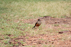 Turdus abyssinicus