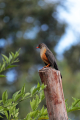 Turdus abyssinicus