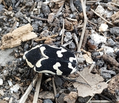 Amithao marginicollis