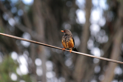 Turdus abyssinicus