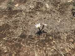 Zephyranthes concolor