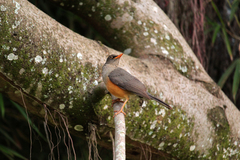 Turdus abyssinicus