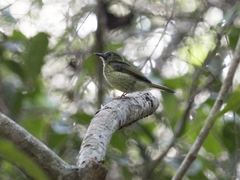 Mionectes galbinus