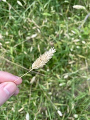 Phalaris caroliniana