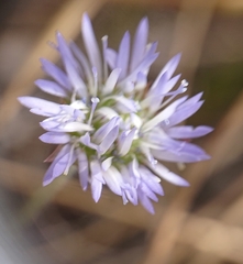 Jasione blepharodon
