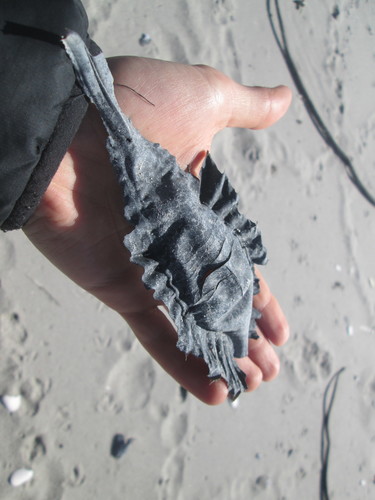 Callorhinchus capensis