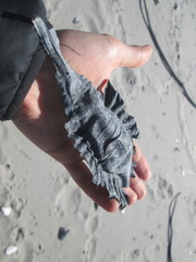 Callorhinchus capensis