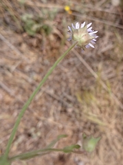 Jasione blepharodon