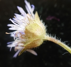 Jasione blepharodon