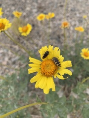 Acmaeodera tuta