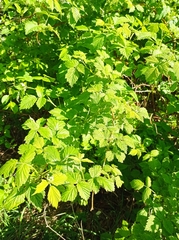 Rubus idaeus